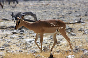 femelle impala