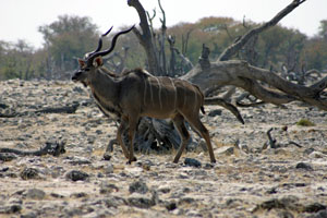 kudu male