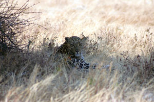 leopard couche
