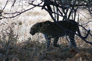 leopard en marche