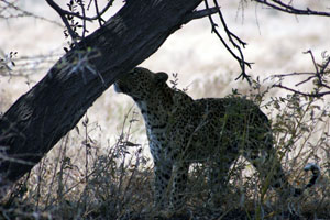leopard regardant le sommet d'un arbre