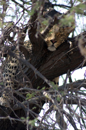 leopard couche dans un arbre