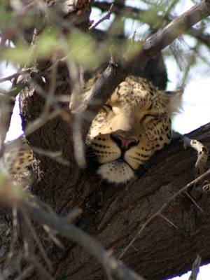 leopard couche dans un arbre