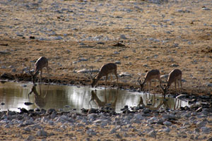 groupe de springbok