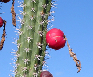 Bolivie, Cochabamba, Pasorapa, gros plan d'un fruit de cactus