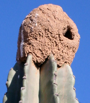Bolivie, Cochabamba, Pasorapa, nid d'oiseau au sommet d'un cactus