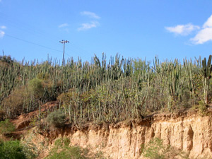 Bolivie, Valle Alto, cactus