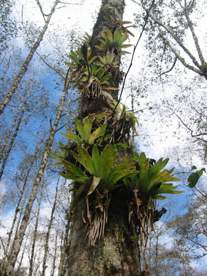 Bolivie, Cochabamba, Pocona, Sehuenca, Bromeliacees accrochees au tronc d'un arbre