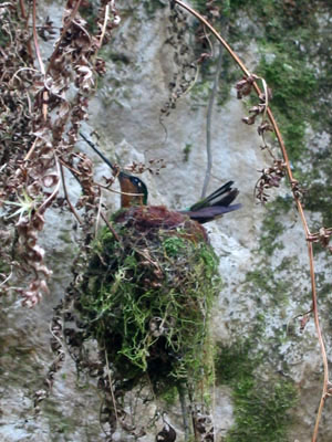Bolivie, Cochabamba, Pocona, Sehuenca,gros plan d'un Colibri couvant ses oeufs dans son nid