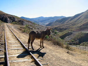 Bolivia, Sivingani, paisaje de montana con burro