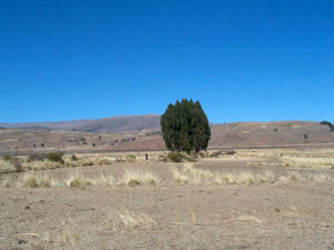 Bolivie, Valle Alto, Vacas, paysage