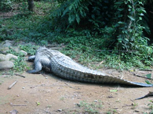 Bolivie, Cochabamba, Villa Tunari, un crocodile marche sur la terre ferme