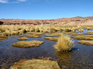 Bolivie, Sud Lipez, riviere et touffes d'herbe au milieu